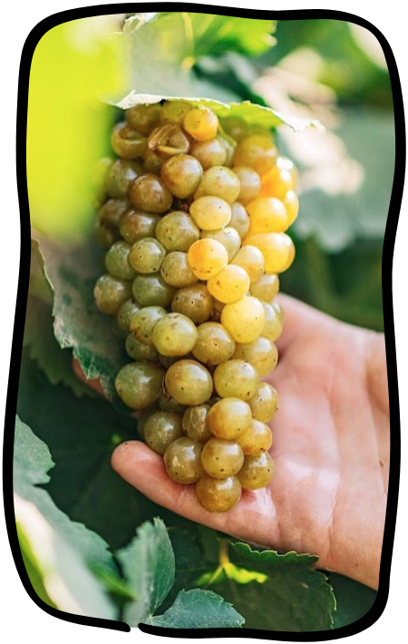 Grapes